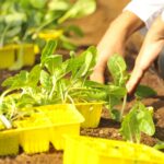 Unlocking a Sustainable Future: Comprehensive Education in Food Sustainability