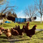 Transformative Farm Stay Travel Experiences: Nature, Comfort, and Authentic Connection